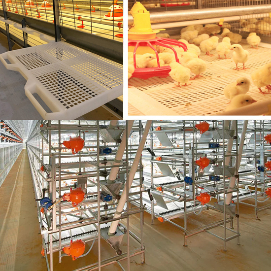 poultry farming Equipment automatic Broiler cages